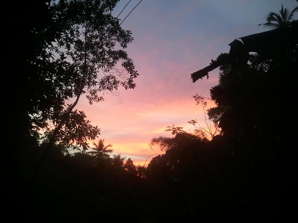 Jungle Village Homestay พินนาวาลา ภายนอก รูปภาพ