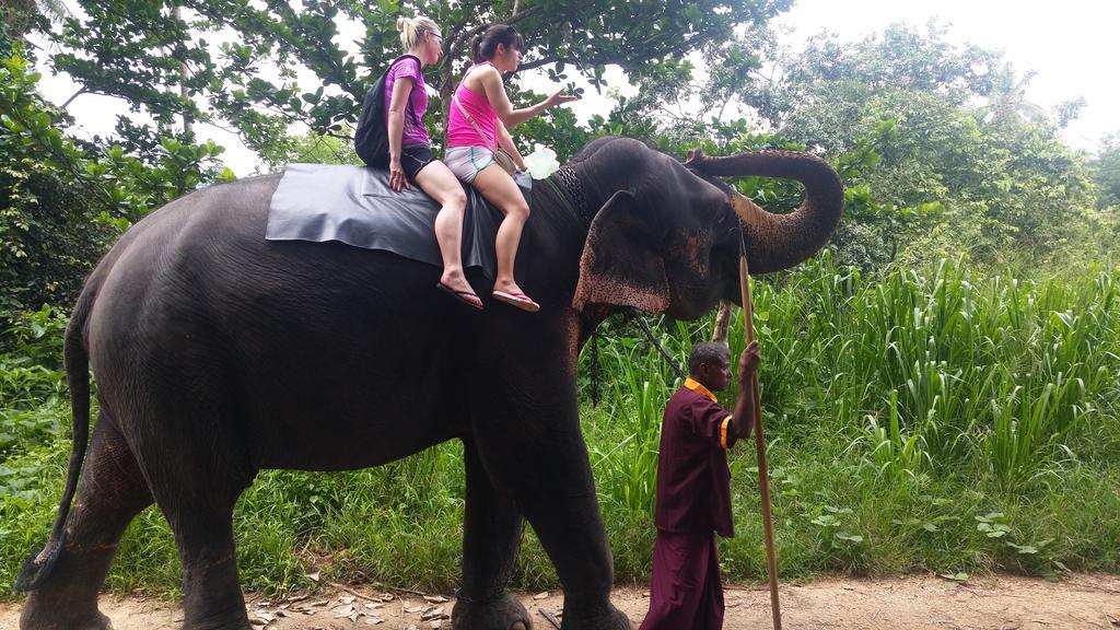 Jungle Village Homestay พินนาวาลา ภายนอก รูปภาพ